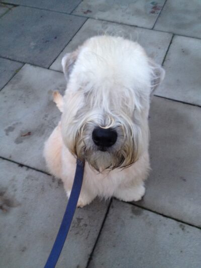 Play Pals NYC - New York, NY