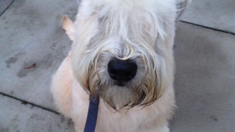 Play Pals NYC - New York, NY