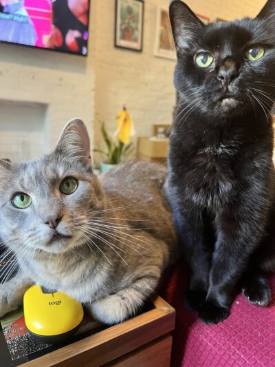 Play Pals NYC - New York, NY