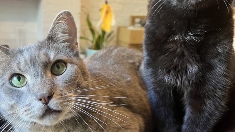 Play Pals NYC - New York, NY