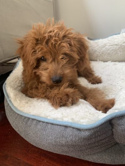 Premier Paws Pet Care LLC - New York, NY