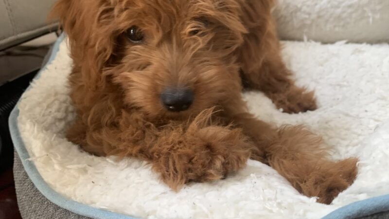 Premier Paws Pet Care LLC - New York, NY