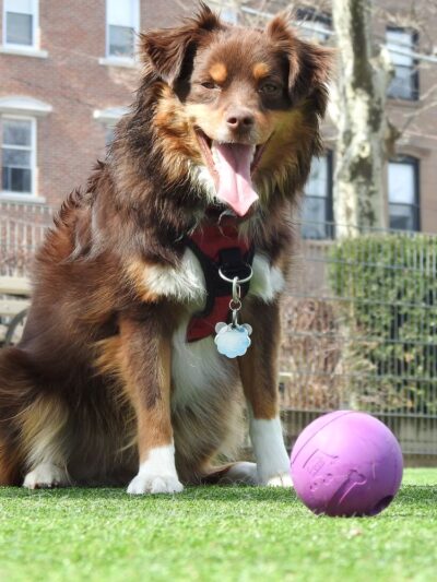 Premier Paws Pet Care LLC - New York, NY