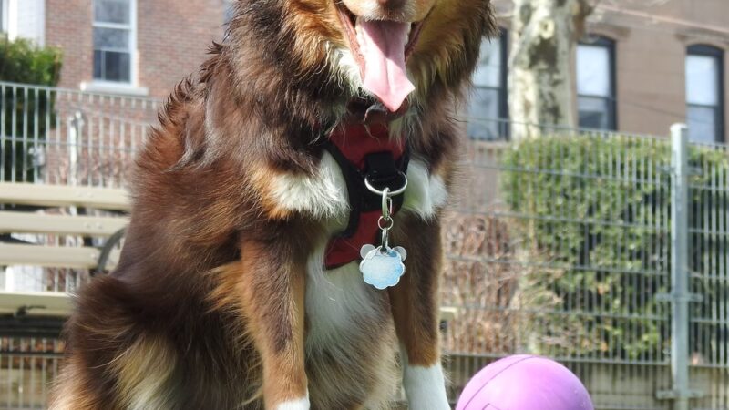 Premier Paws Pet Care LLC - New York, NY