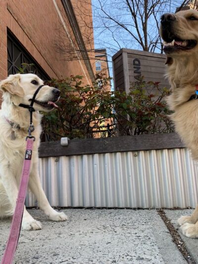 Premier Paws Pet Care LLC - New York, NY