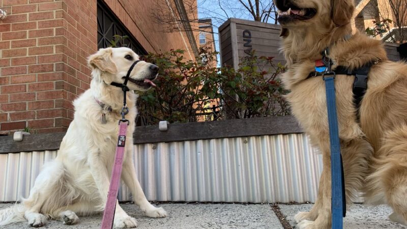 Premier Paws Pet Care LLC - New York, NY