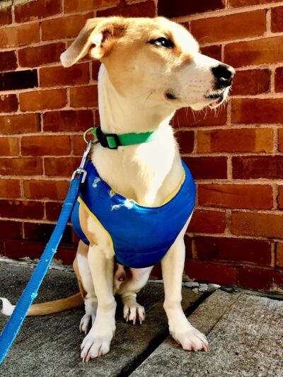 Premier Paws Pet Care LLC - New York, NY