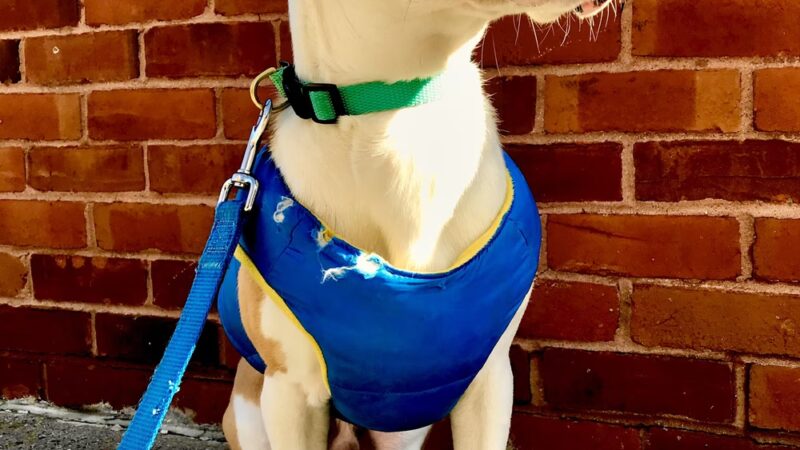 Premier Paws Pet Care LLC - New York, NY