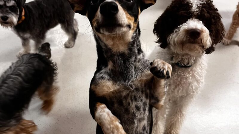 Ruff Club Dog Daycare & Grooming - New York, NY