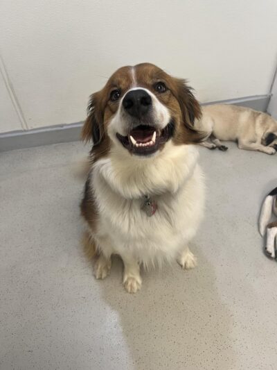 Ruff Club Dog Daycare & Grooming - New York, NY