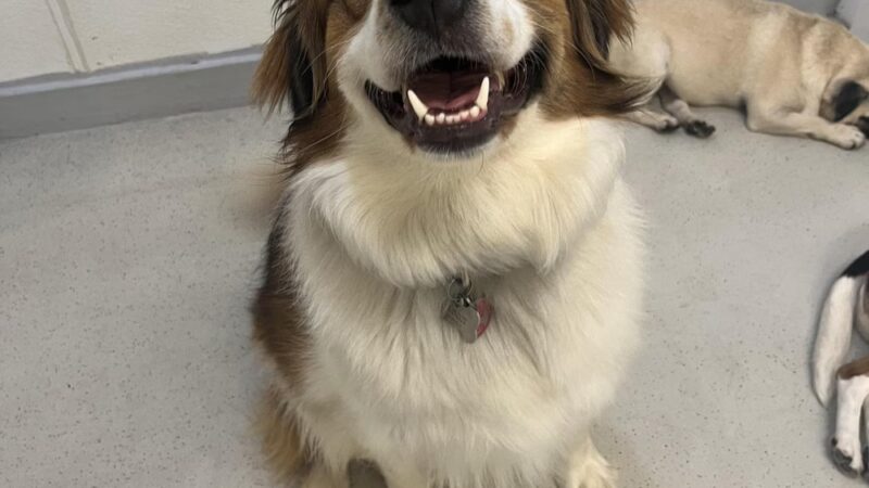 Ruff Club Dog Daycare & Grooming - New York, NY