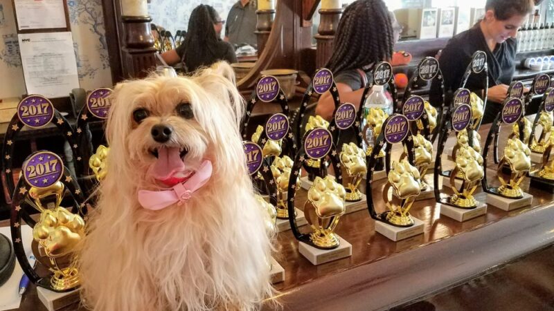 Ruff Club Dog Daycare & Grooming - New York, NY