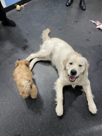 Shelby Semel Dog Training - New York, NY