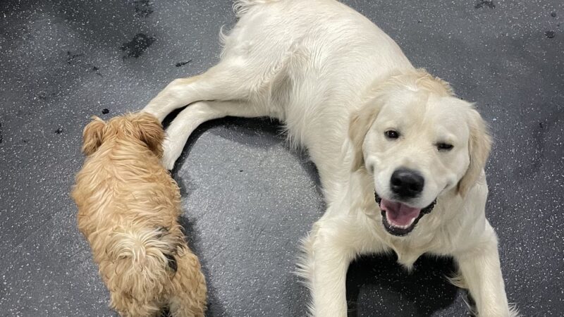 Shelby Semel Dog Training - New York, NY