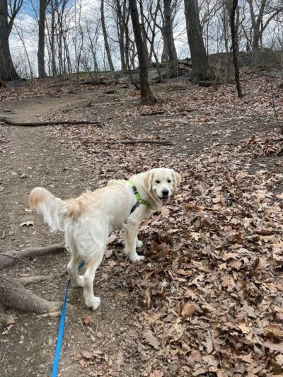 Shelby Semel Dog Training - New York, NY