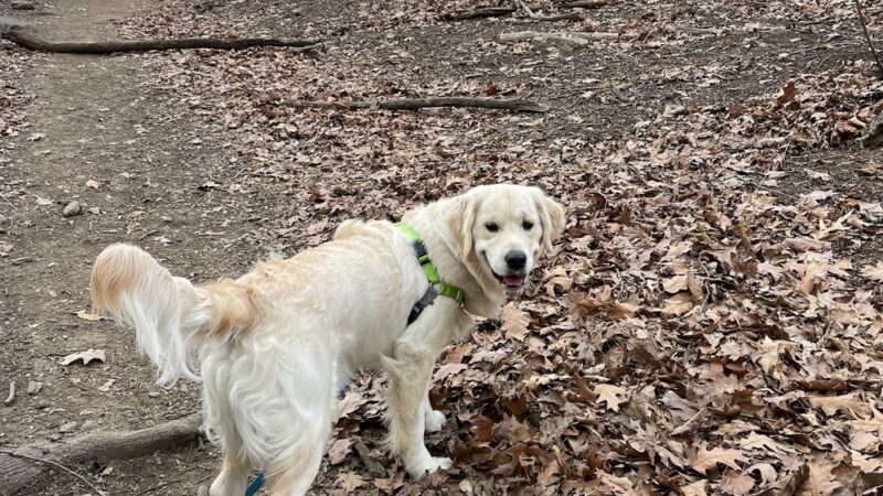 Shelby Semel Dog Training - New York, NY