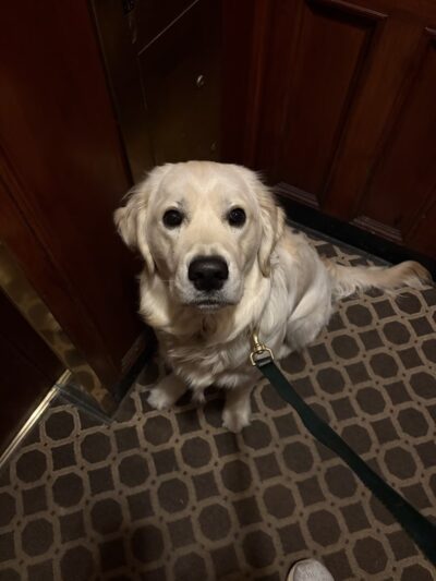 Shelby Semel Dog Training - New York, NY