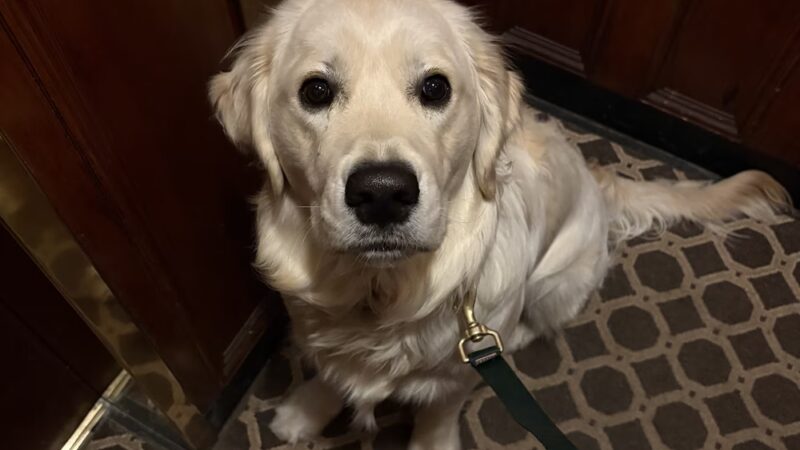 Shelby Semel Dog Training - New York, NY