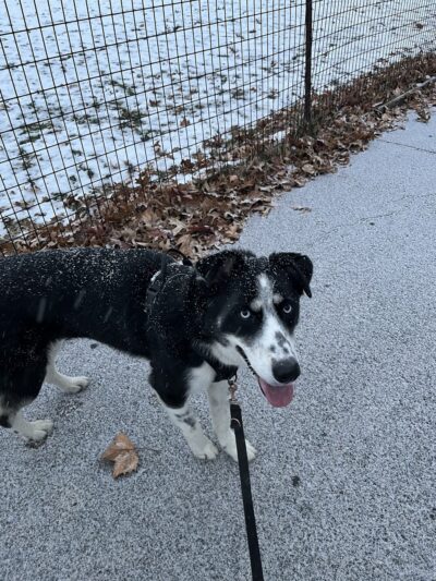 Shelby Semel Dog Training - New York, NY