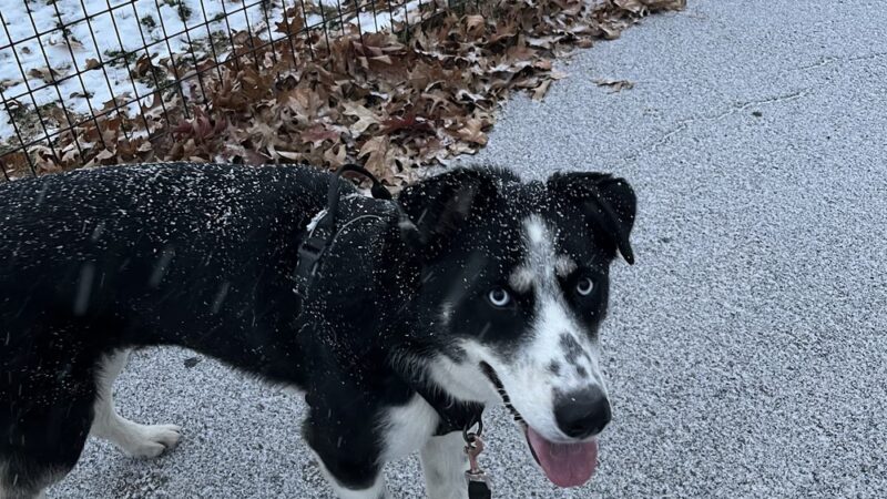 Shelby Semel Dog Training - New York, NY