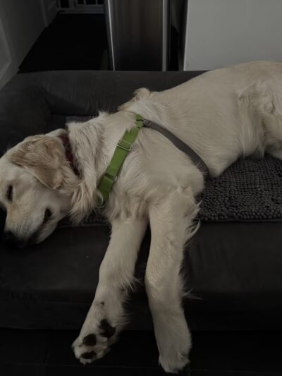 Shelby Semel Dog Training - New York, NY