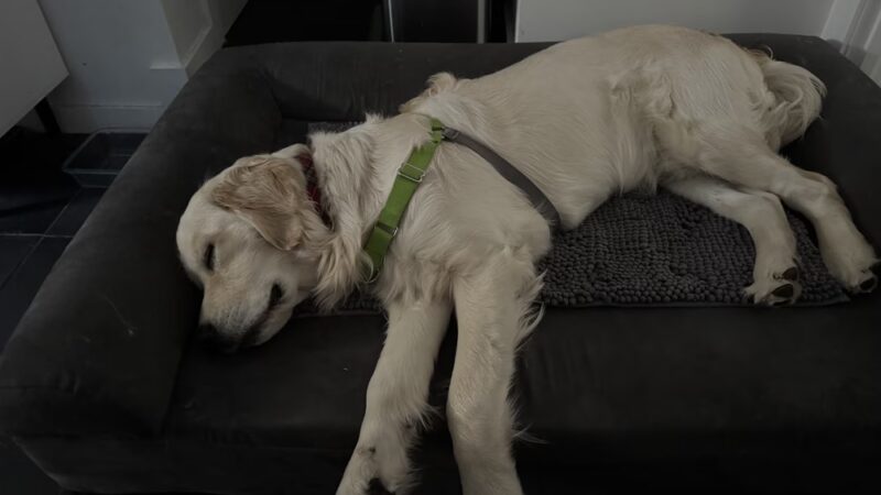 Shelby Semel Dog Training - New York, NY