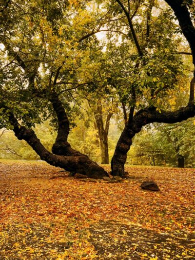 Summit Rock - New York, NY
