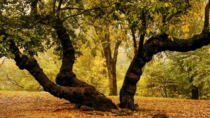 Summit Rock - New York, NY