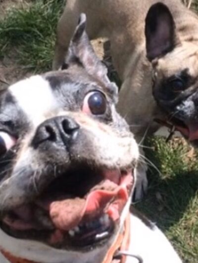 The Pet Concierge - New York, NY