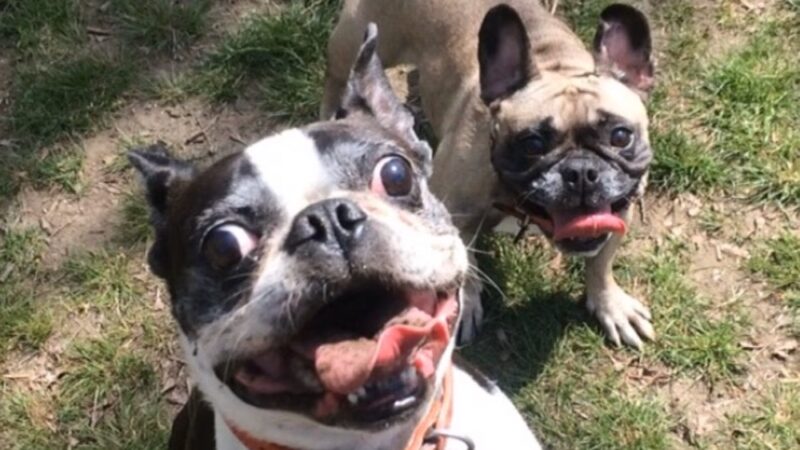 The Pet Concierge - New York, NY