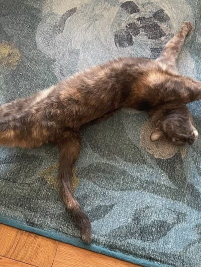 The Pet Concierge - New York, NY