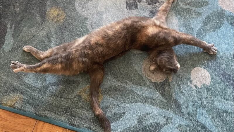 The Pet Concierge - New York, NY