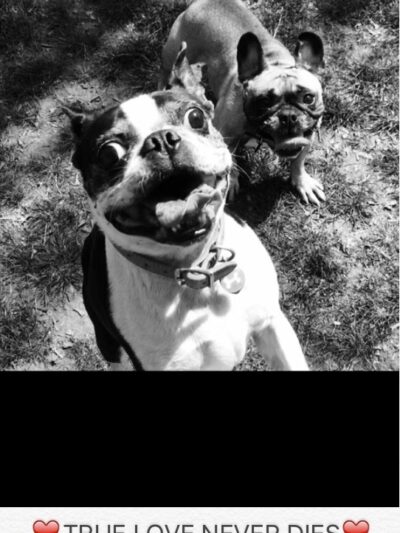 The Pet Concierge - New York, NY