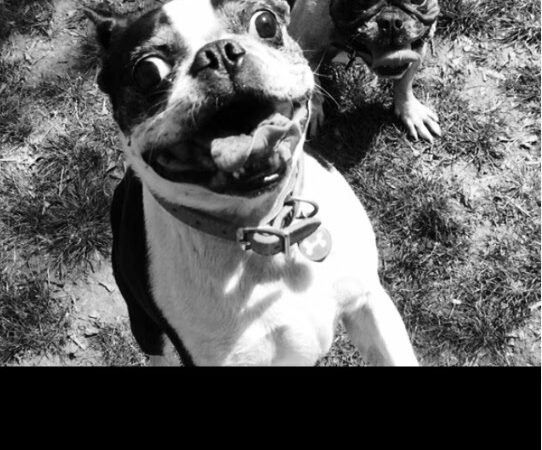 The Pet Concierge - New York, NY