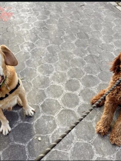 Wags West - New York, NY