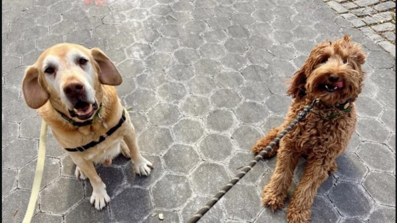 Wags West - New York, NY