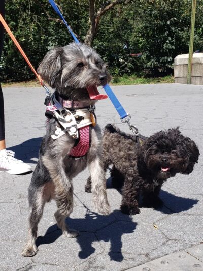 Wags West - New York, NY