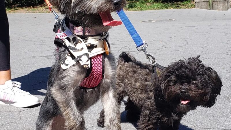 Wags West - New York, NY