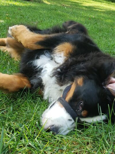 Wags West - New York, NY