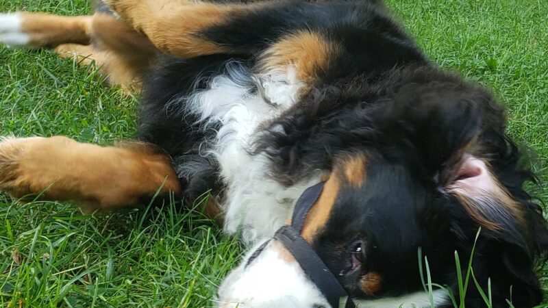 Wags West - New York, NY