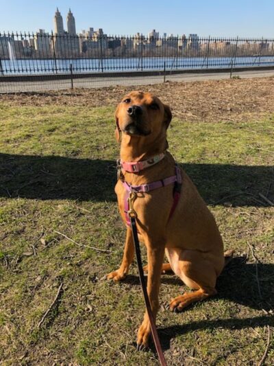 Wags West - New York, NY