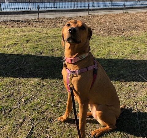 Wags West - New York, NY