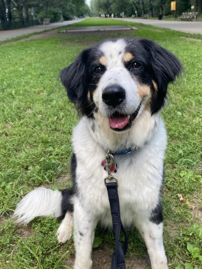 Wags West - New York, NY