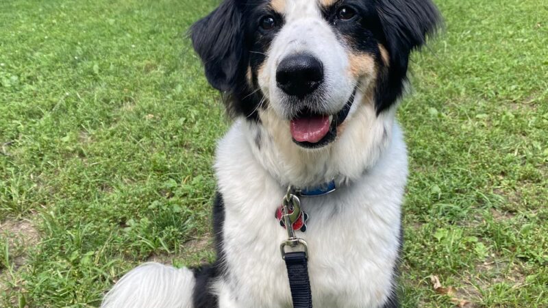 Wags West - New York, NY