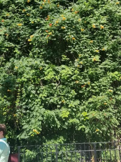 Charlton Plaza - New York, NY