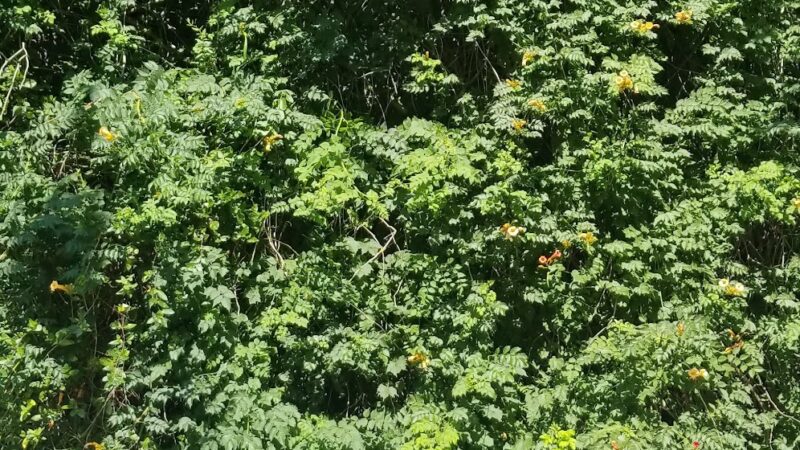 Charlton Plaza - New York, NY