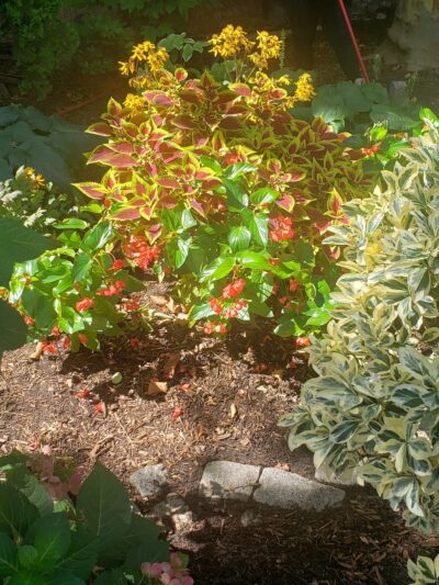 Charlton Plaza - New York, NY