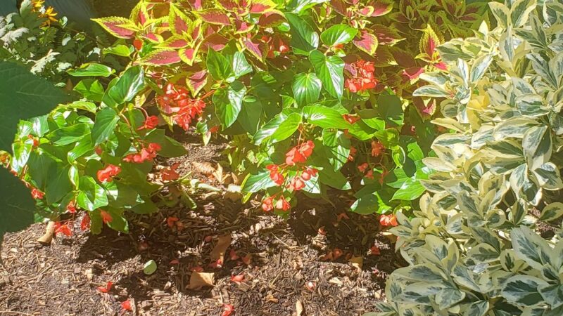 Charlton Plaza - New York, NY