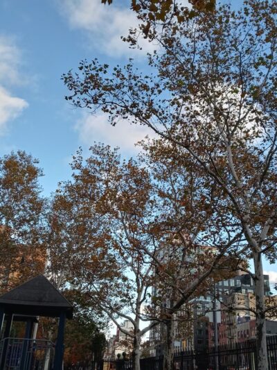 First Park - New York, NY