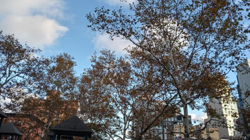 First Park - New York, NY